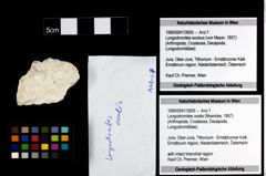 Foto (Objekt + Etiketten) von Longodromites ovalis (Moericke, 1897) 